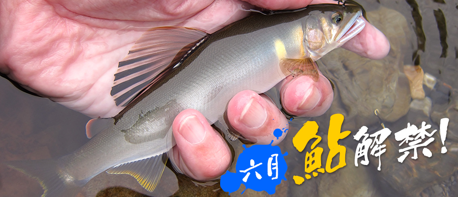 つり具のわたなべ 6月オススメ釣魚「鮎」