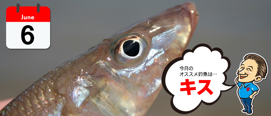 つり具のわたなべ 6月オススメ釣魚「キス」