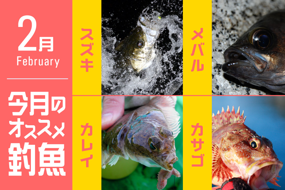 今月のオススメ釣魚
