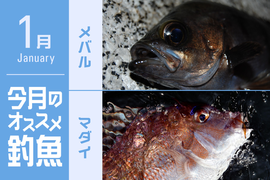 今月のオススメ釣魚