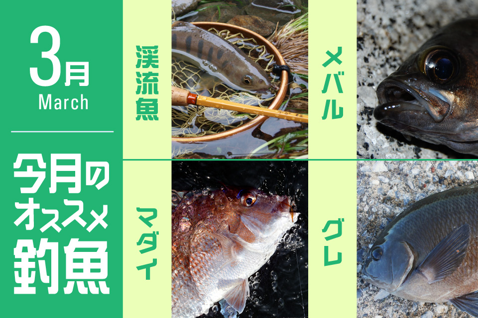 今月のオススメ釣魚