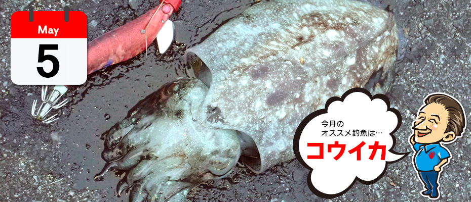わたなべ オススメ釣魚「コウイカ」